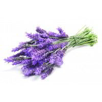 Lavanda