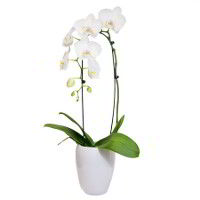 Orchidea