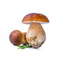 Porcini