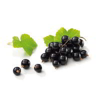 Ribes Nero